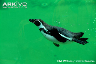 Illustration for article titled Flightless Friday - The Complete Penguin